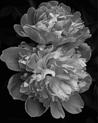 Peonies Black And White Paint By Numbers