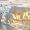 Polar Bears Mother With Cubs Paint By Numbers