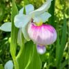 Showy Lady's Slipper Flower Plant Paint By Numbers