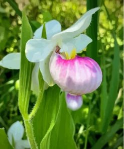 Showy Lady's Slipper Flower Plant Paint By Numbers