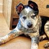 Texas Heeler Puppy Dog Paint By Numbers