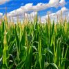 The Cornfield Landscape Paint By Numbers