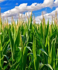 The Cornfield Landscape Paint By Numbers