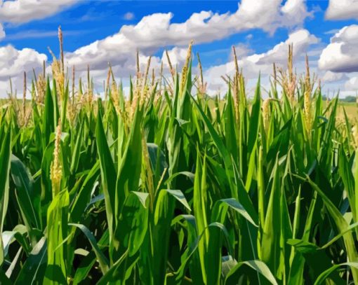 The Cornfield Landscape Paint By Numbers