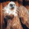 The Himalayan Vulture Bird Paint By Numbers