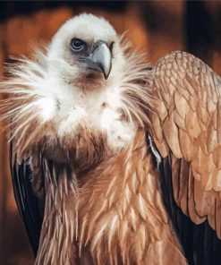 The Himalayan Vulture Bird Paint By Numbers