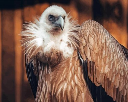 The Himalayan Vulture Bird Paint By Numbers