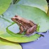 Water Frog On Lily Pond Paint By Numbers