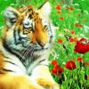 Tiger And Poppies Paint By Numbers