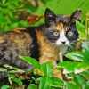 Tortoiseshell Cat Paint By Numbers