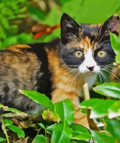 Tortoiseshell Cat Paint By Numbers