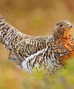 Western Capercaillie Paint By Numbers