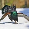 Western Capercaillie Running In Snow Paint By Numbers