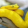 Yellow Snake Reptile Paint By Numbers