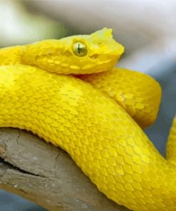 Yellow Snake Reptile Paint By Numbers