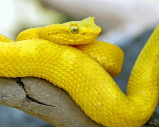 Yellow Snake Reptile Paint By Numbers