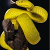 Yellow Snake Viper Paint By Numbers