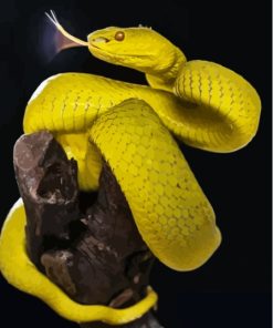 Yellow Snake Viper Paint By Numbers