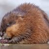 Adorable Muskrat Paint By Numbers