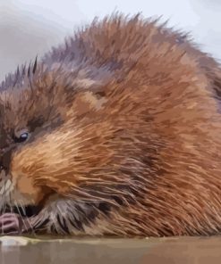 Adorable Muskrat Paint By Numbers