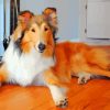 Aesthetic Sable Rough Collie Paint By Numbers