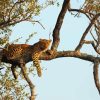 Aesthetic Leopard In Tree Paint By Numbers