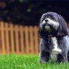 Black Shih Tzu Bichon Paint By Numbers