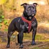 Black Staffordshire Bull Terrier Paint By Numbers