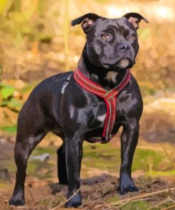 Black Staffordshire Bull Terrier Paint By Numbers