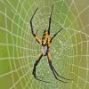 Black Yellow Garden Spider Paint By Numbers