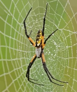 Black Yellow Garden Spider Paint By Numbers