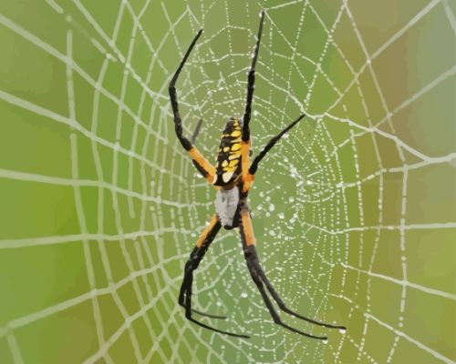 Black Yellow Garden Spider Paint By Numbers