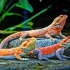 Colorful Bearded Dragons Paint By Numbers