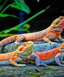 Colorful Bearded Dragons Paint By Numbers