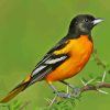 Cool Oriole Bird Paint By Numbers