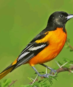 Cool Oriole Bird Paint By Numbers