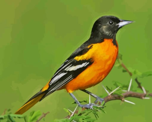 Cool Oriole Bird Paint By Numbers