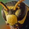 European Paper Wasp Paint By Numbers