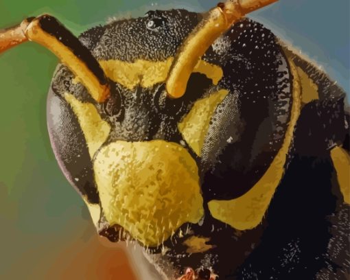 European Paper Wasp Paint By Numbers