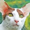 Oriental Shorthair Cat Paint By Numbers