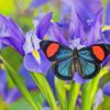 Purple Irises With Butterfly Paint By Numbers