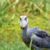 Shoebill Bird Paint By Numbers