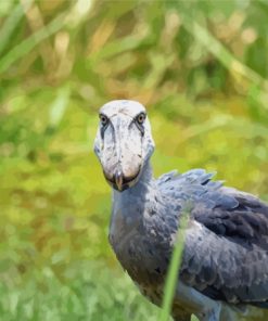 Shoebill Bird Paint By Numbers