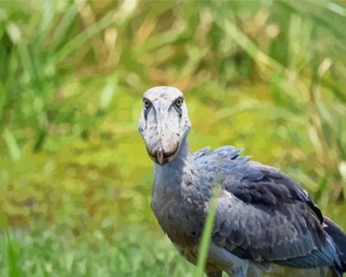 Shoebill Bird Paint By Numbers