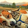 Sleepy Dog And Cat Together Paint By Numbers