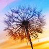 Sunset Dandelion Silhouette Paint By Numbers