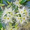 White Snow Gum Flowers Paint By Numbers