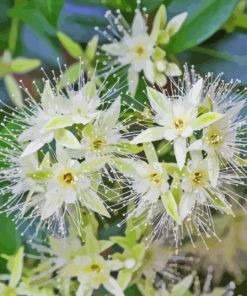 White Snow Gum Flowers Paint By Numbers