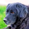 Close Up Black Golden Retriever Paint By Numbers