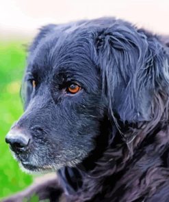 Close Up Black Golden Retriever Paint By Numbers